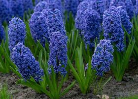 allmänning hyacint, hyacinthus orientalis foto