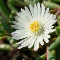 middagstid blomma, delosperma trängsel foto