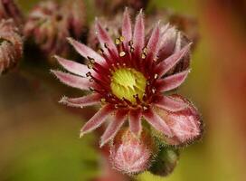 stänga upp bild av purjolök, sempervivum foto