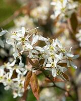 junibär, amelanchier lamarckii foto