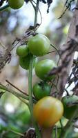 mogen tomat växt växande i trädgård. färsk knippa av röd naturlig tomater på gren i organisk vegetabiliska trädgård. organisk jordbruk, friska mat, , tillbaka till natur koncept.trädgårdsskötsel tomat fotografera foto