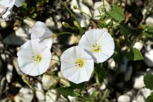 convolvulus arvensis. agrum vinda. pulchra alba flores i herba. foto