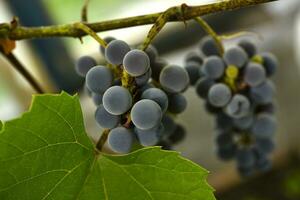de frukt av ung vindruvor på de vin. lila frukt av hemlagad vindruvor. foto