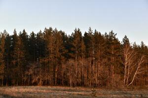 höst skog badade i de kväll Sol i höst. skön röd höst skog. foto