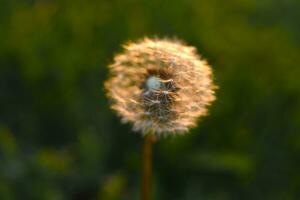 en maskros i de sommar trädgård. taraxacum officinale. en mogen maskros. foto