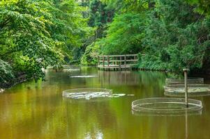 lugna sjö i en botanisk trädgård foto