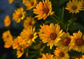 de asteraceae familj. stor gul blommor. solros. foto