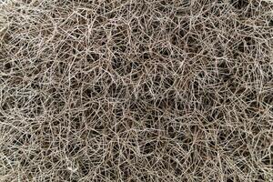 bakgrund - plexus av taggig grenar av en taggig växt foto