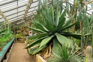 interiör av en växthus av en botanisk trädgård med en enorm agave och trädliknande kaktusar foto