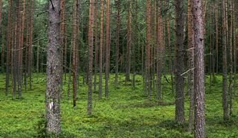 naturlig landskap, tall boreal skog med mossa undervegetation, barr- taiga foto