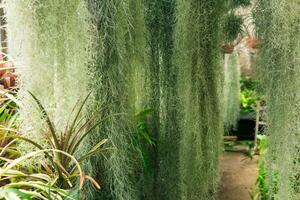 tjocklekar av spanska mossa tillandsia usneoides i en växthus bland tropisk växter foto