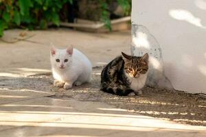 två kattunge sitter på de väg i de trädgård nära de vägg foto