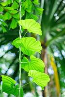 löv och vin av ett tropisk klättrande växt närbild foto
