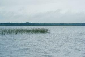 naturlig landskap, omfattande grund sjö med vass banker på en regnig dag, fiskmås sitter på en sten foto