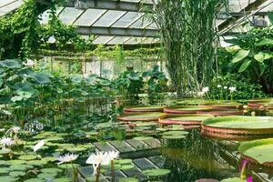 blommande av vatten- växter i en stor växthus på de helgon petersburg botanisk trädgård foto