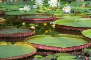 flytande löv av en jätte vatten lilja victoria amazonica foto