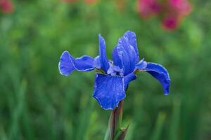 blå iris blomma närbild på en suddig naturlig bakgrund foto
