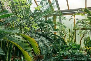 palmer och Övrig tropisk träd i stor växthus foto