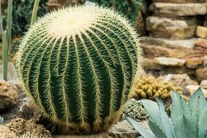skön gyllene tunna kaktus bland Övrig kaktusar och suckulenter i de botanisk trädgård foto