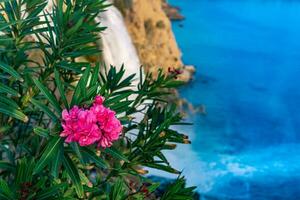 lila oleander blommor på en sten mot de bakgrund av en stor vattenfall foto