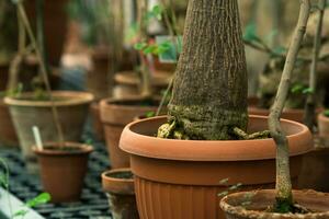 kastruller med tropisk växter i de interiör av en växthus foto