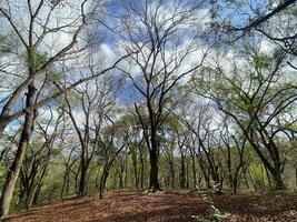 detta är skog mahagoni i jogjakarta. i detta skog många biologiska mångfalden och några gammal kyrkogård i här foto