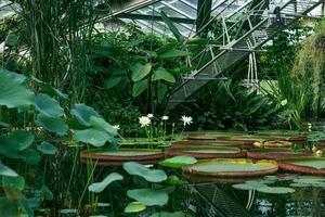 lotus och vatten liljor växande i en stor växthus foto