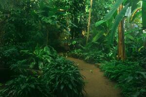 interiör av en stor växthus med många tropisk växter foto