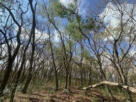 detta är skog mahagoni i jogjakarta. i detta skog många biologiska mångfalden och några gammal kyrkogård i här foto