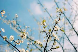 ai genererad en gren med vit blomma mot en blå himmel foto