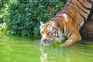 stänga upp av tiger i de damm, tiger i de Zoo. foto