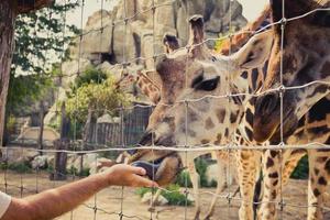 giraff som böjer sig ner för att äta av en mans hand genom staketet foto