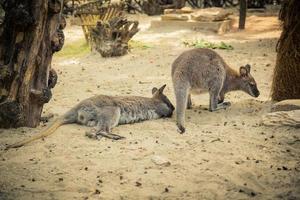 rödhalsad wallaby i djurparken foto