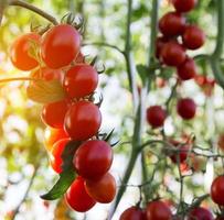 tomater i trädgården, grönsaks trädgård med växter av röda tomater. mogna tomater på en vinstock, växer i en trädgård. röda tomater som växer på en gren. foto