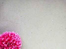 rosa dahlia blomma på grå papper bakgrund med kopia Plats. foto