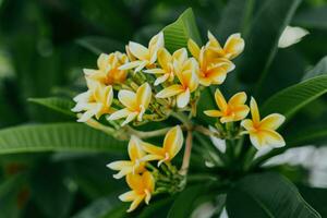 gul frangipani blommor eller plumeria stänga upp på grön blad bakgrund. för spa och terapi blomma, frangipani, plumeria, tempel träd, kyrkogård träd. foto