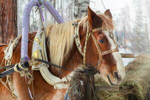 vinter- häst i sele äta hö, frostig, vinter- landskap foto