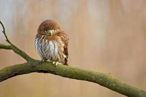 ferruginous pygmy uggla foto