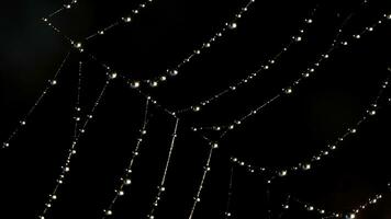 Spindel webb i makro fotografi. kreativ. en tunn Spindel webb med dagg droppar den där sträckor och skakningar foto