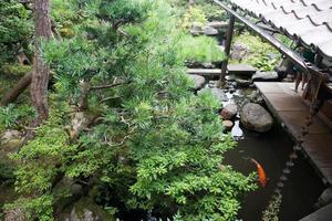 vacker japansk trädgård med en damm med gyllene fisk. kanazawa, japan foto