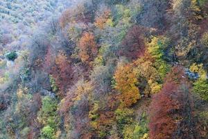 flygfoto över en skog i navarra under hösten. spanien foto