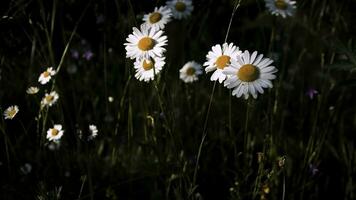 blomning camomiles i de grön fält. kreativ. stänga upp av skön sommar blommor i de äng. foto