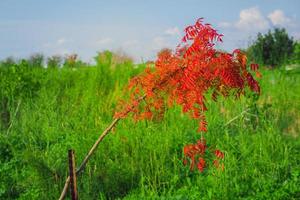 träd med röda löv i ett grönt fält