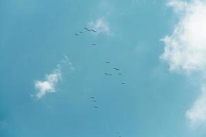 många fåglar som flyger på den blå himlen underifrån foto