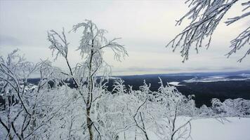 vinter- landskap snö bakgrund med träd hård vinter- landskap med snötäckt träd natur gren. video. frysta skog och ängar i karpater panorama. träd täckt förbi snö foto