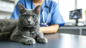 ai genererad generativ ai, söt katt varelse undersökt förbi professionell veterinär i veterinär klinik foto