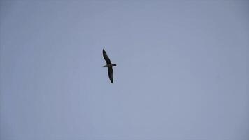 botten se av flygande fiskmås på blå klar himmel bakgrund. handling. enda fågel stigande i de himmel, begrepp av frihet. foto