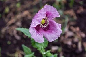 lila vallmo blomma med regndroppar på de kronblad i de trädgård närbild, pistiller och ståndare. se från ovan. foto