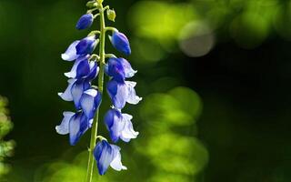 ai genererad Aconitum blomma hd Foto med bakgrund