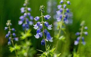 ai genererad Aconitum blomma hd Foto med bakgrund